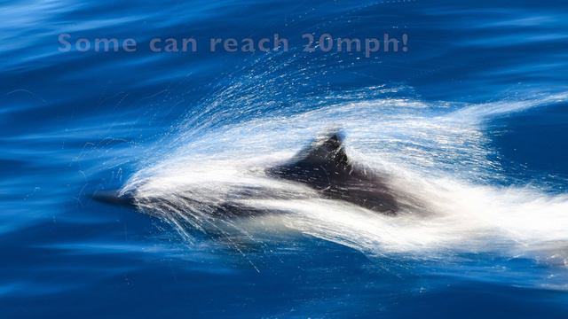 Fun Dolphin Facts Hosted by a LEGO Dolphin Creature Piece смотреть онлайн