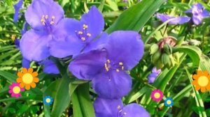 Традесканция андерсона Zwanenburg Blue. Краткий обзор, описание характеристик, где купить саженцы