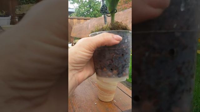 Lycaste Growing.  Ликаста выращивание.