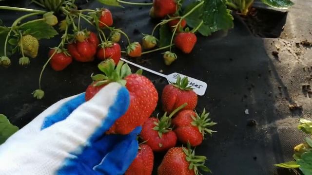 Дарселект раннего срока созревания. смотреть онлайн