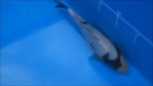 kp1506 смотреть онлайн