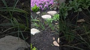 Обзор многолетних растений на клумбе. Флокс шиловидный. Цветение в тени и на солнце.