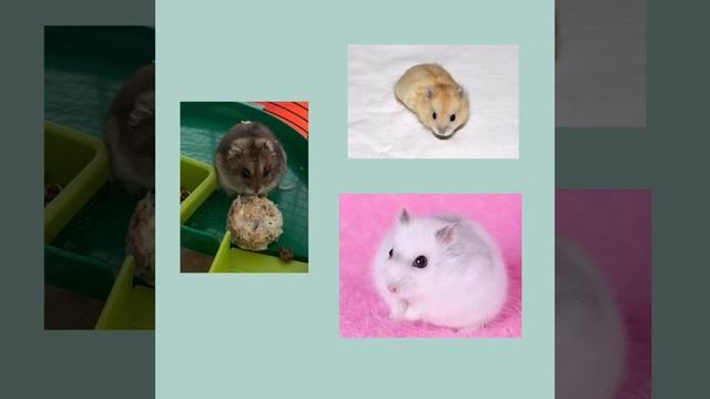 Как отличить Джунгарика от хомячка Кэмпбелла? смотреть онлайн