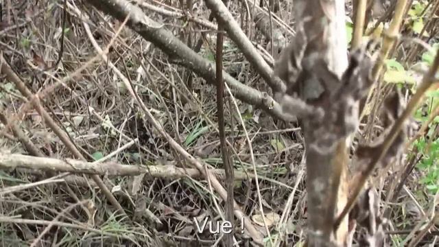 Chasse à la bécasse et setters : chiens à l'arrêt смотреть онлайн