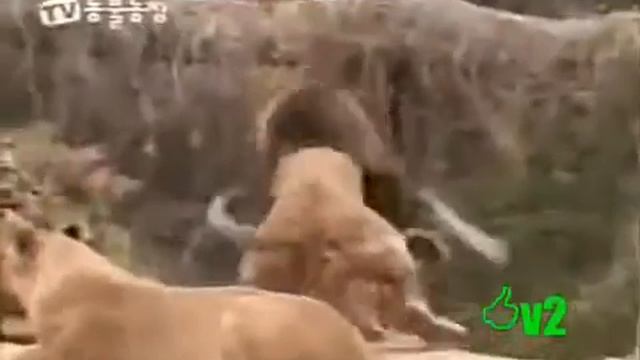 Опасные животные. Дикие животные. Лев против тигра смотреть онлайн