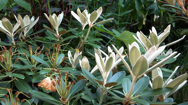 Rhododendron 'Silbervelours', Beautiful All Year Round!