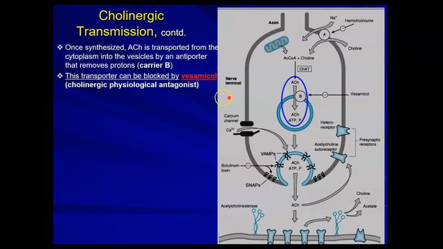 Parasympathomimetics: Parasympathetic activation, cholinergic transmission & ganglionic synapse смотреть онлайн