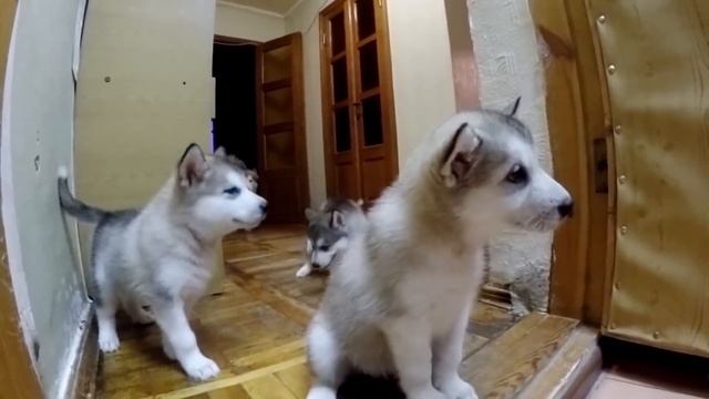 ПАПА МАЛАМУТ ВПЕРВЫЕ ВСТРЕЧАЕТ СВОИХ ЩЕНКОВ