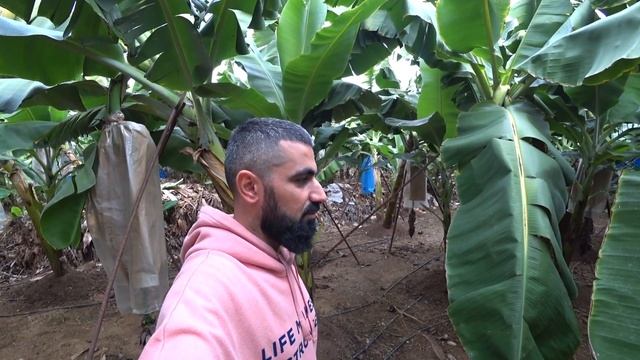 ТУРКИ УДИВИЛИ! КАК И ГДЕ РАСТУТ БАНАНЫ В АЛАНИИ. ЖИЗНЬ ИЗНУТРИ. смотреть онлайн