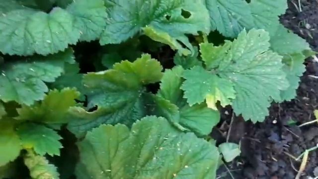 Клубника ремонтантная снова цветёт/Гравилат/Гортензия не цветёт. смотреть онлайн