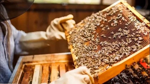 Пчелиный Подмор,польза и примининие. смотреть онлайн