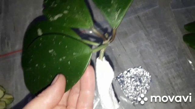 КОМНАТНЫЕ РАСТЕНИЯ(ЦВЕТЫ).ПОСЫЛКА С ХОЙЯМИ. смотреть онлайн