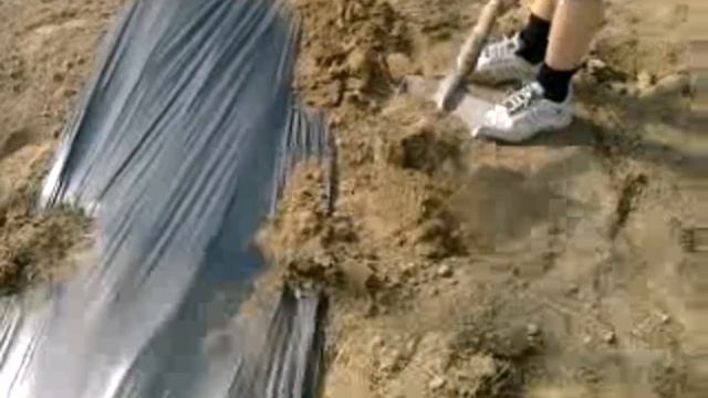 Высадка рассады помидор Махитосс F1 под мульчу 2017 смотреть онлайн