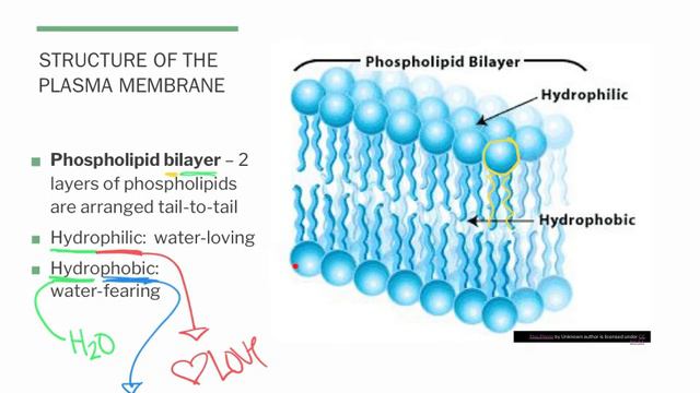 Plasma membrane смотреть онлайн