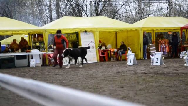 «Достояние Отечества -- 2013» «Кубок Мира - 2013» 4 мая 2013 г. смотреть онлайн