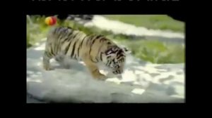 Реклама Kinder Chocolate 2011-2012