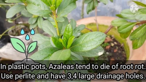 Azalea Care in Pots , Save Dying Azaleas ! How to care for Azaleas ! Azalea potting and fertilizin