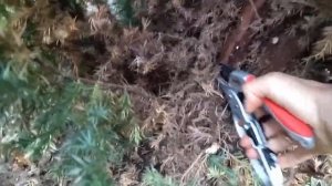 Постригли можжевельник Стрикта в форме КАПЛИ. Первая топиарная стрижка