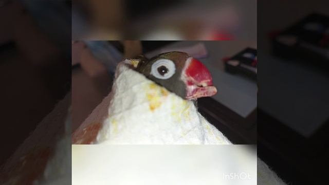 Попугай неразлучник с патологией нижнего клюва. смотреть онлайн