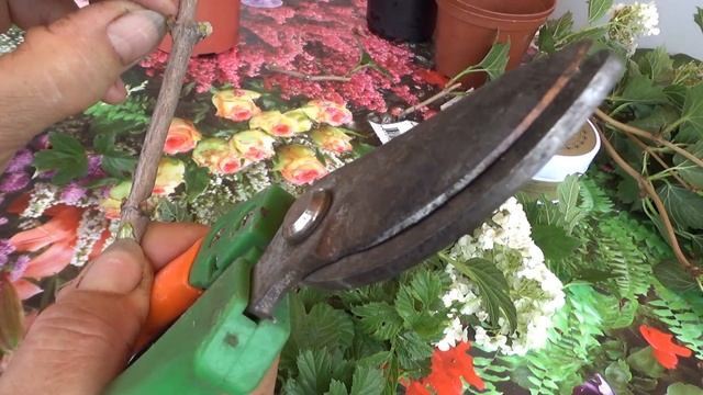 Бульдонеж, красавица калина. Размножение. смотреть онлайн