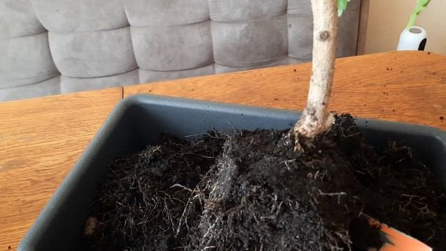 Гибискус ?  Пару Слов! Страшные Легенды и Мой Взгляд на Них.     #гибискус #hibiscus #hibiscustea