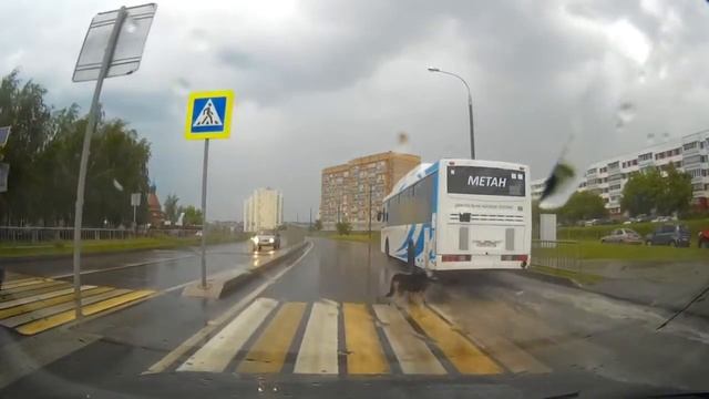 Даже собаки правильно переходят дорогу.mp4