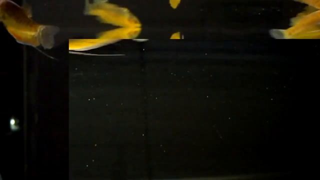 Гурами золотой (Trichogaster trichopterus sumatranus var. gold) смотреть онлайн