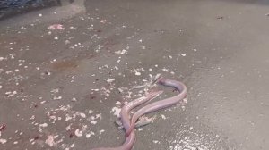 Работа в Норвегии на РЫБНОЙ фабрике! Мой 5-ти летний опыт!