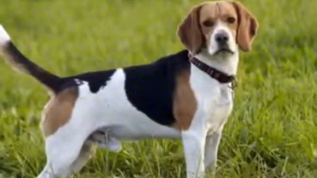 МИЛЫЕ ЖИВОТНЫЕ (слайд шоу) смотреть онлайн