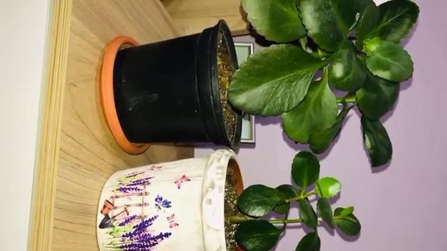 Secrete despre kalanchoe. смотреть онлайн