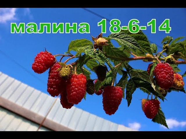 Малина 18-6-14 смотреть онлайн