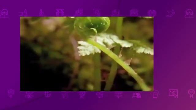 Биология. 7 класс. Движение растений. Значение движения для жизнедеятельности растений /22.01.2021 смотреть онлайн