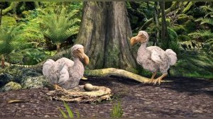 Кто такая Птица Додо? Интересные и Малоизвестные факты про Дронтов.AnyWild!