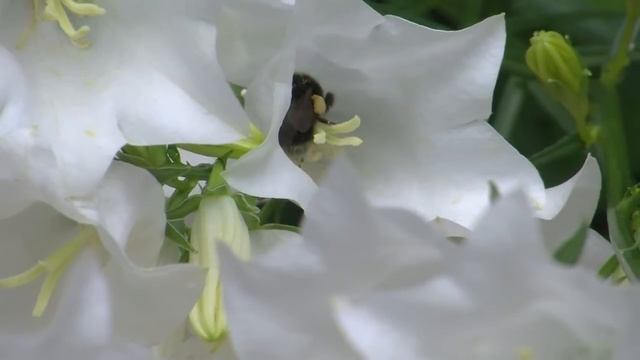 JVC GY-HM100 macro mode demo смотреть онлайн