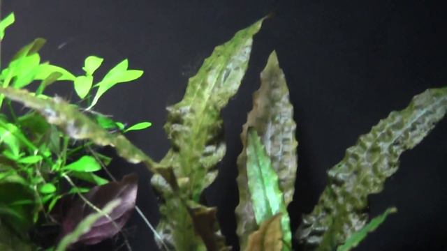 Tips on beating Black Beard Algae смотреть онлайн