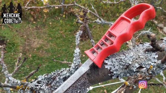 ИЗБАВЛЯЕМСЯ ОТ ЛИШАЙНИКА НА ПЛОДОВЫХ ДЕРЕВЬЯХ! Как Предотвратить его Появление? смотреть онлайн