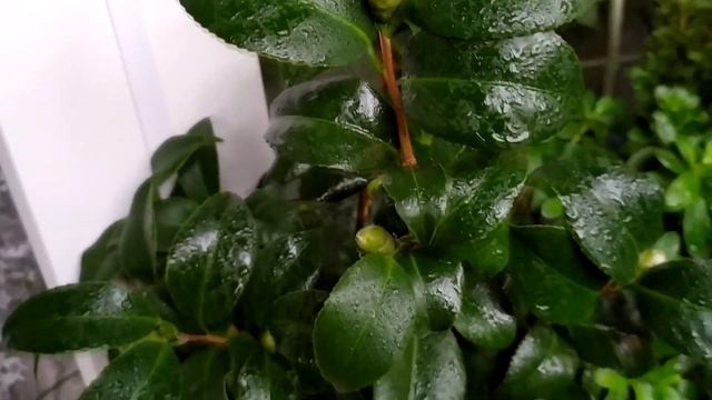 КАМЕЛИЯ (Camellia) набухают цветочные почки смотреть онлайн