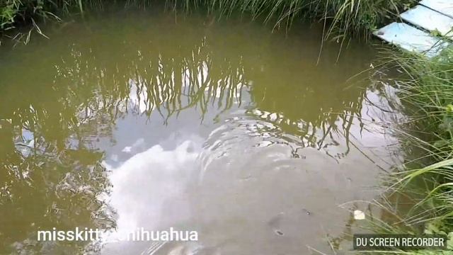 КАРАСИ В ДАЧНОМ ПРУДУ / crucians in the DACHA POND смотреть онлайн