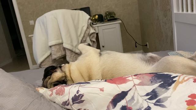 Мопс Тедди храпит 😴 смотреть онлайн