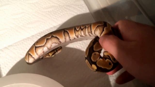New Project Briefing / Ball Python Collection Update смотреть онлайн