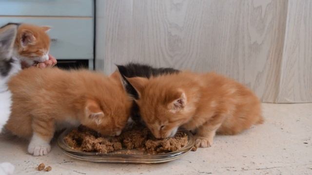 Котята Мейн кун учатся кушать твердый корм смотреть онлайн