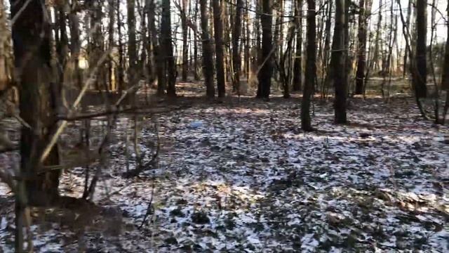 Купавенский лес в снегу оз Биссерово смотреть онлайн