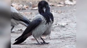 Сонник: приснилась ворона, что это обозначает? Слушайте сны поо ворону онлайн