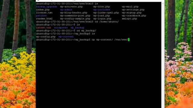 Copying Backup Word Press to Web Directory смотреть онлайн