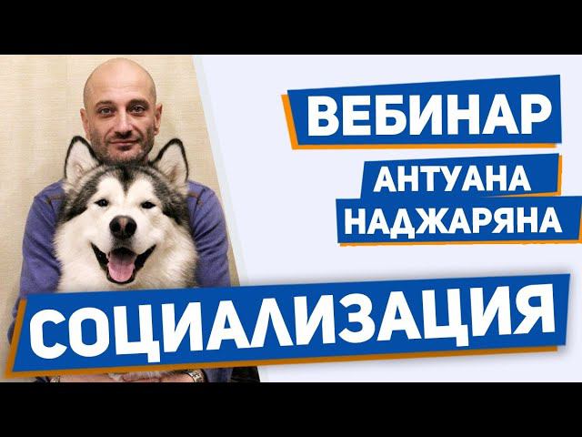 Социализация собаки. Обучение поведению в человеческом обществе смотреть онлайн