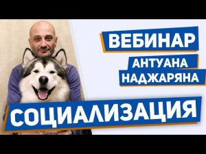 Социализация собаки. Обучение поведению в человеческом обществе