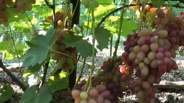 Зреют ранние сорта винограда.Виноградник Грибанова Н.В. 6 августа 2013г. смотреть онлайн