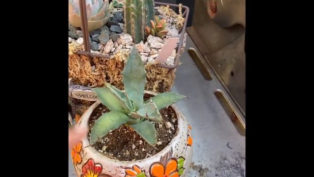 My Succulent Oasis each day -tour#6 my happy place смотреть онлайн