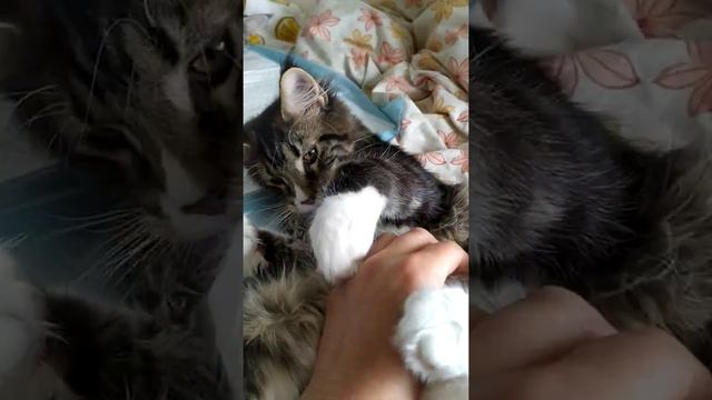 феликс (котенок мейн-кун) котенок мурлыка смотреть онлайн