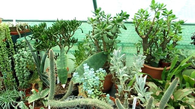 My String of Pearls Succulent Plant Propagation UPDATE - Senecio rowleyanus смотреть онлайн